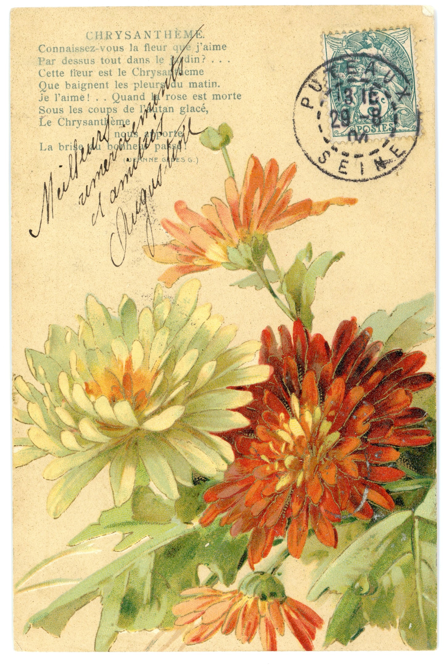 Chrysantheme