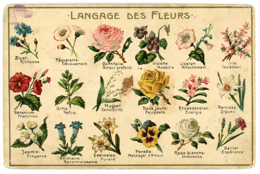 Language of Flowers: 18 Different Flowers Vintage Wall Art Canvas (1900-1910)