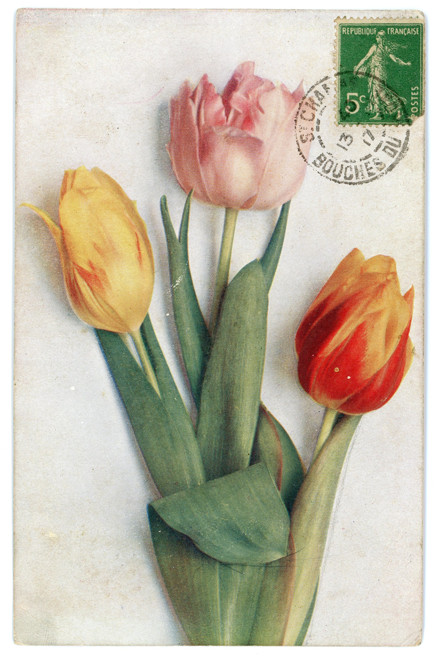 Vintage Tulips Wall Art Canvas - Art Revived (01-13-1907)