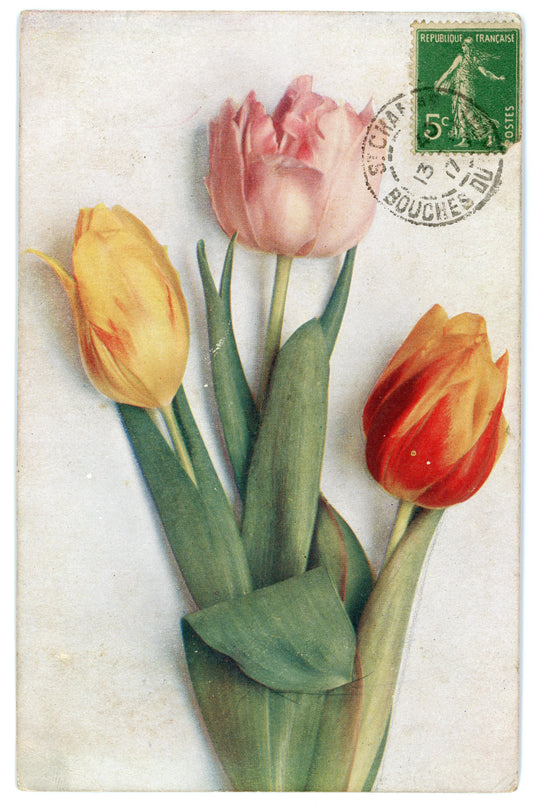 Vintage Tulips Wall Art Canvas - Art Revived (01-13-1907)