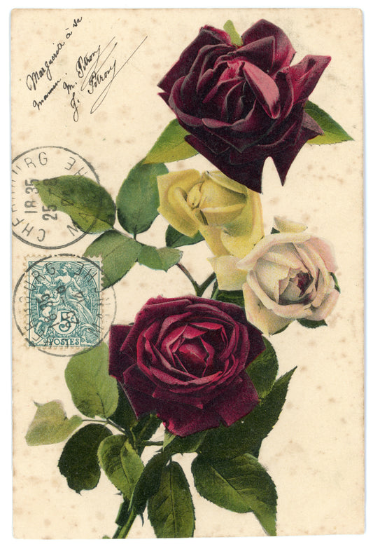 Roses Vintage Wall Art Canvas - Burgundy, Pink, and Yellow (08-25-1904)