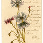 Red And Blue Flowers