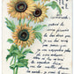 Sun Flowers