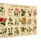 Language of flowers 18 different flowers represented