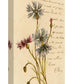 Red And Blue Flowers