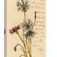 Red And Blue Flowers